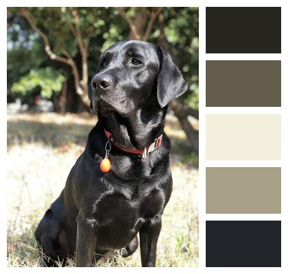 Animal Black Dog Labrador Image